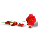 🌹