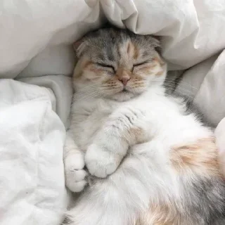 😴