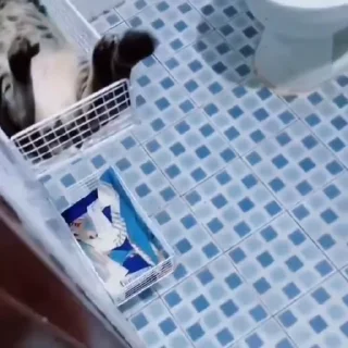 🐈