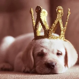 👑