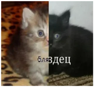 Хз - @Tg_stickersu