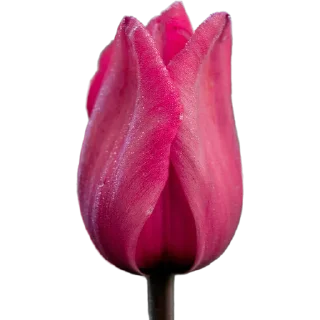 🌷