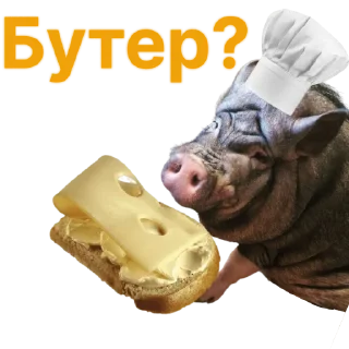 🥪