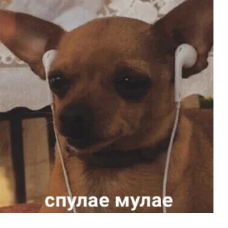 🎵