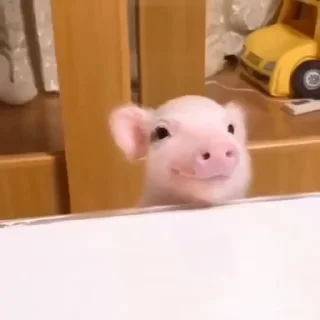 🐷