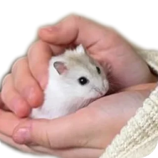 ✋