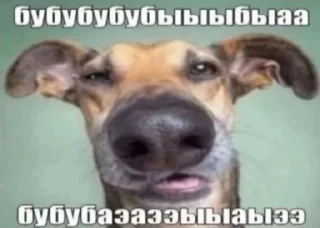🐶