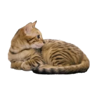 🐈
