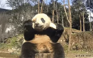 🐼