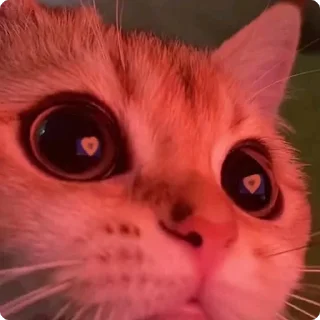 😻