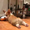🐶