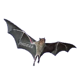 🦇