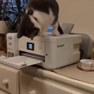 🐈