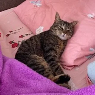 😴