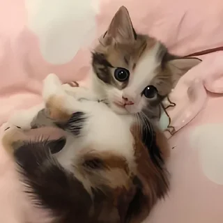 ૮꒰ྀི◞⸝⸝⸝ коти @WATATSUMI34