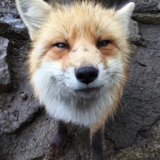 Foxes by @foxeshere