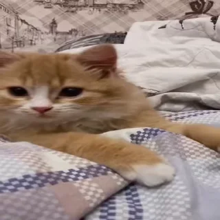🐾