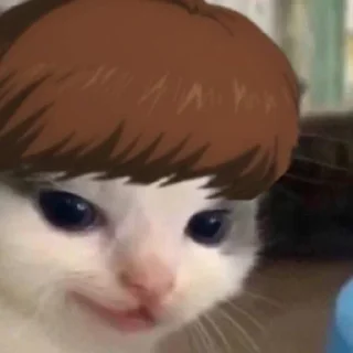 😽