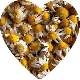 💛