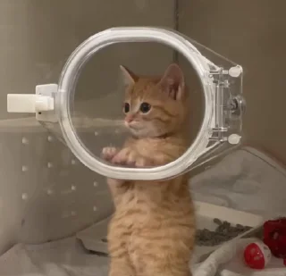 🐾