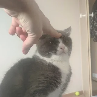 😾