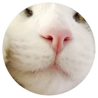 😽