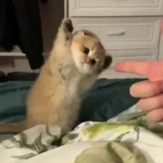 🐱