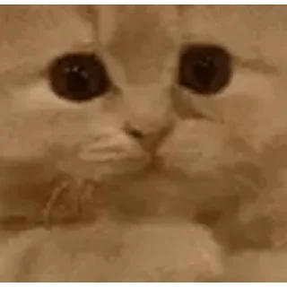 🐱