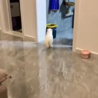 🐈‍⬛️