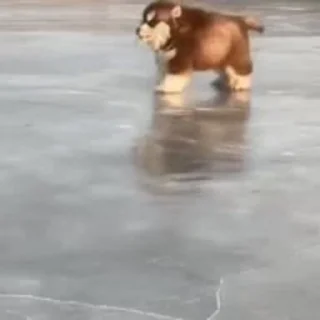 🐶