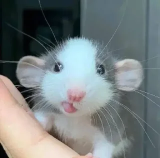 🐭