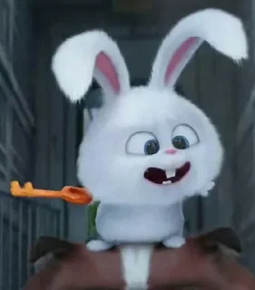 🐰