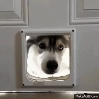 🐕