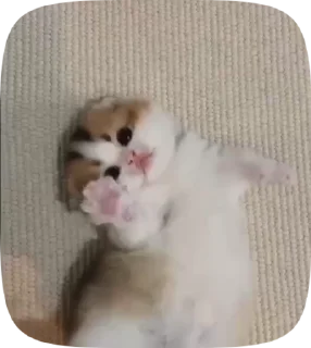 🥺
