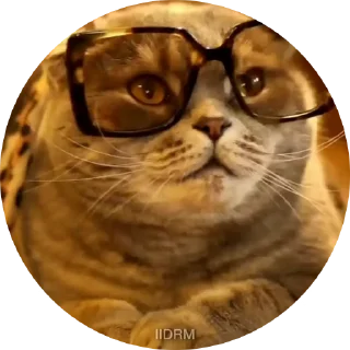 😎