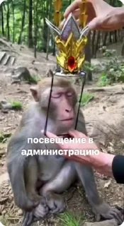 👑