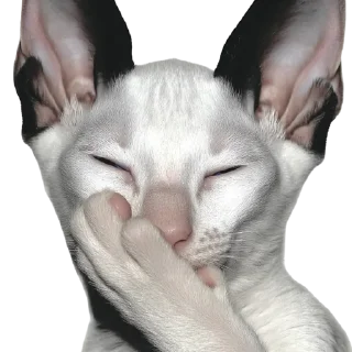 🐱
