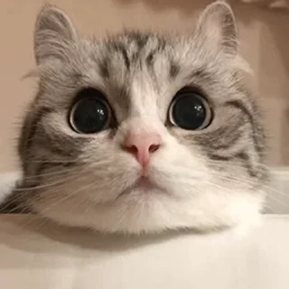 🥺