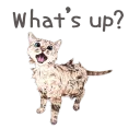 🐱