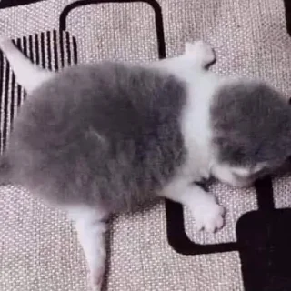 🐢