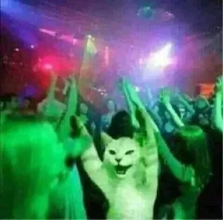 😼