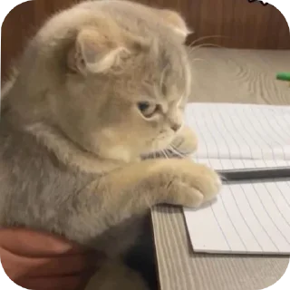 kot