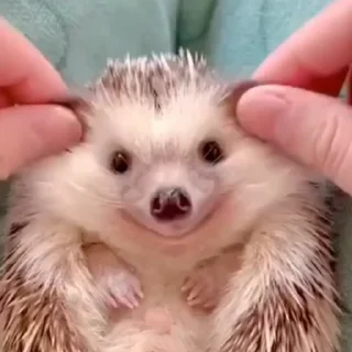 🦔
