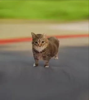 🐈