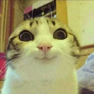 😺