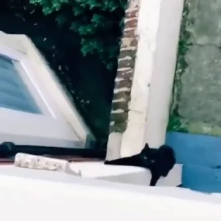 🐈