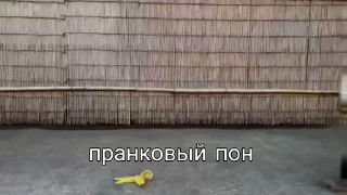 💫