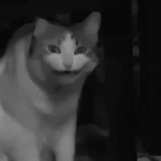 🐈‍⬛️