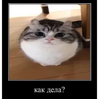 🤿