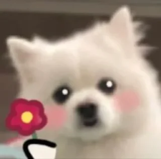 🌺